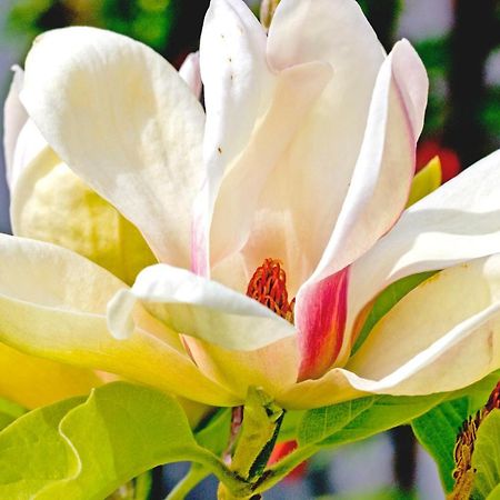 Magnolia House Panzió Blenheim Kültér fotó