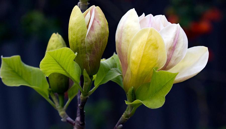 Magnolia House Panzió Blenheim Kültér fotó